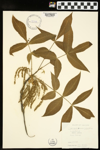 Carya texana image