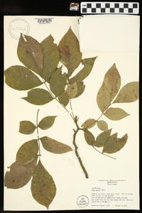 Carya texana image