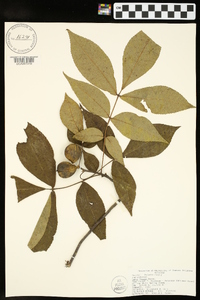 Carya texana image