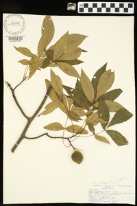 Carya texana image