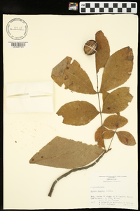 Carya texana image