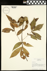 Carya texana image