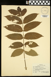 Juglans ailantifolia image