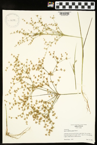 Juncus diffusissimus image