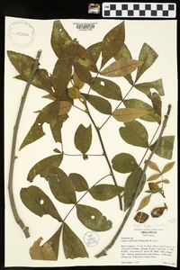 Carya texana image