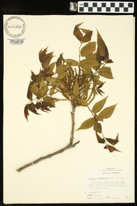 Carya illinoinensis image