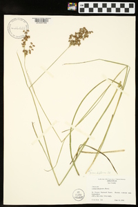 Juncus biflorus image