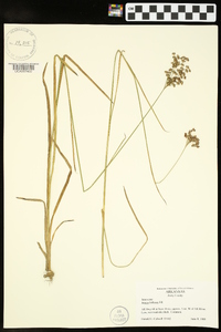 Juncus biflorus image