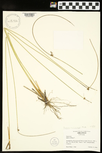Juncus coriaceus image