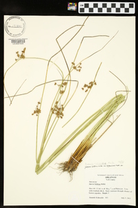 Juncus coriaceus image