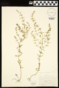 Clinopodium arkansanum image