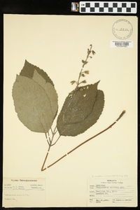 Collinsonia canadensis var. punctata image