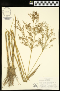 Juncus nodatus image