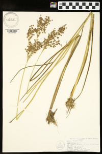 Juncus nodatus image