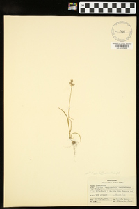 Luzula bulbosa image