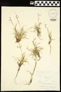 Luzula bulbosa image