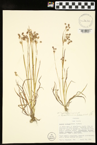 Luzula bulbosa image