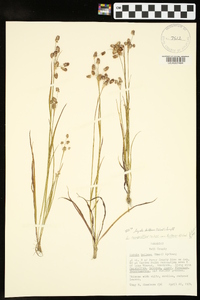 Luzula bulbosa image