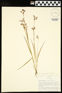 Luzula bulbosa image