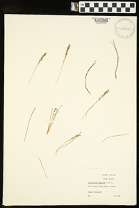 Triglochin striata image