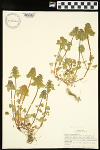 Lamium purpureum image