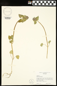 Lamium purpureum image