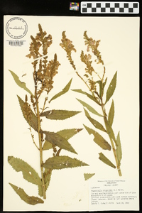 Physostegia virginiana image