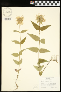 Monarda bradburiana image