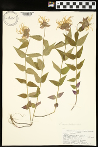 Monarda bradburiana image