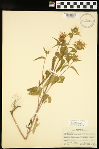 Monarda fistulosa var. fistulosa image