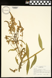 Physostegia virginiana image