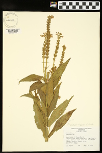 Physostegia virginiana image