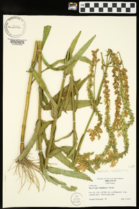 Physostegia angustifolia image