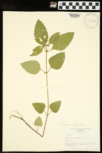 Scutellaria elliptica image