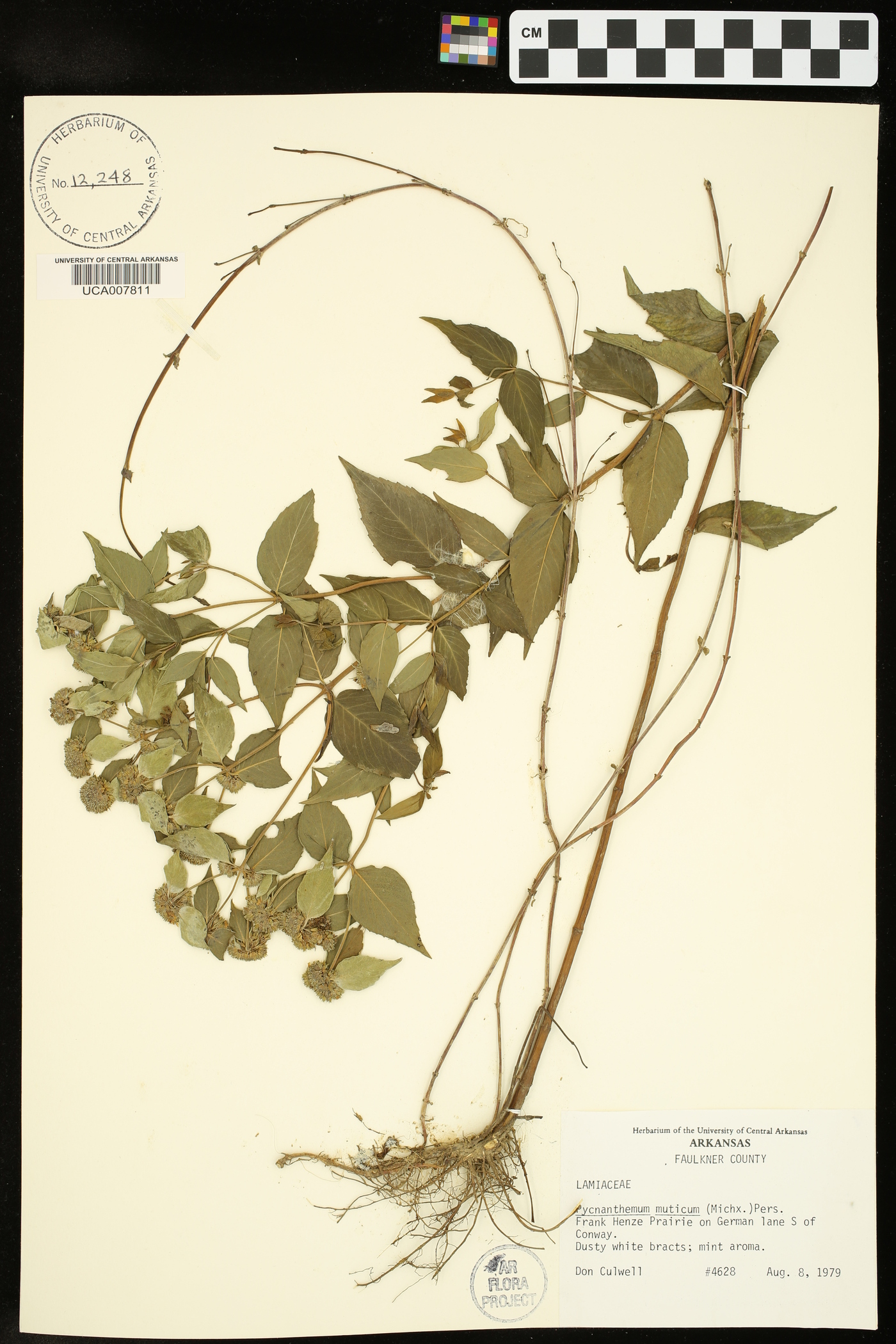 Pycnanthemum muticum image