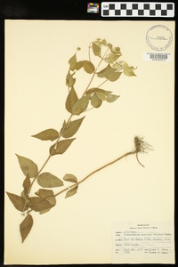 Pycnanthemum muticum image