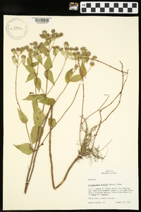 Pycnanthemum muticum image