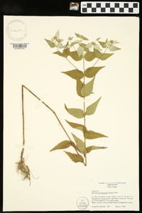 Pycnanthemum muticum image