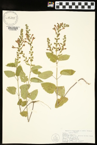 Scutellaria ovata image