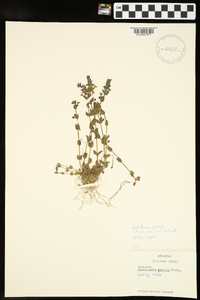 Scutellaria parvula image