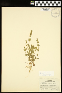 Scutellaria parvula image