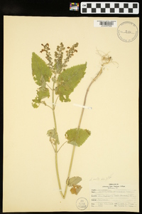 Scutellaria ovata image