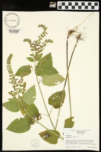 Scutellaria ovata image