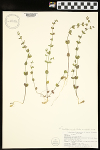 Scutellaria parvula image