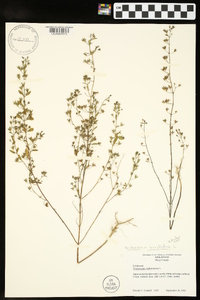 Trichostema coeruleum image