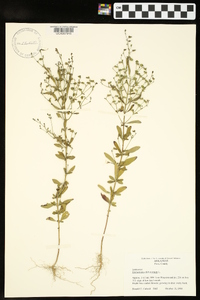 Trichostema dichotomum image