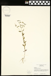 Trichostema dichotomum image