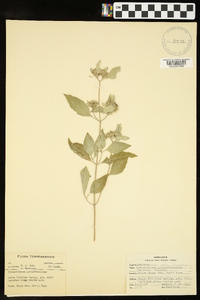Pycnanthemum pycnanthemoides image