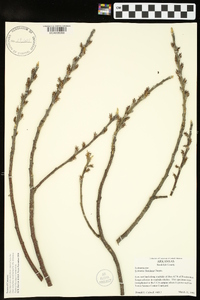 Leitneria floridana image