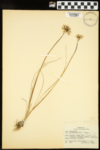 Allium canadense var. mobilense image